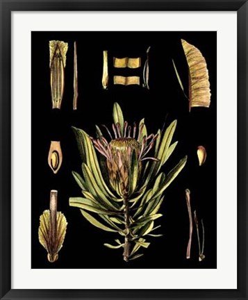 Framed Black Background Floral Studies IV Print