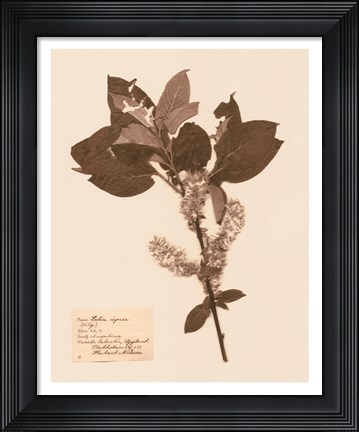 Framed Pressed Flower Study I Print