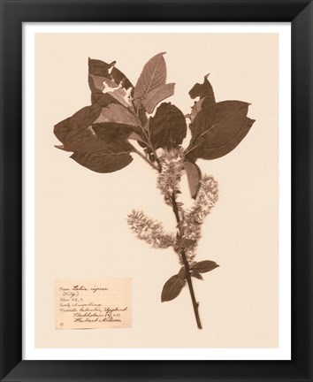 Framed Pressed Flower Study I Print