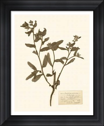 Framed Pressed Flower Study III Print