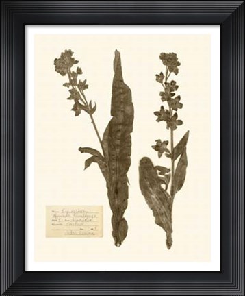 Framed Pressed Flower Study IV Print
