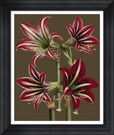 Framed Lush Amaryllis I Print