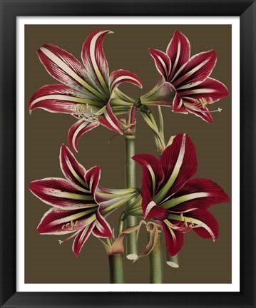 Framed Lush Amaryllis I Print