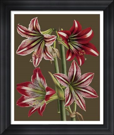Framed Lush Amaryllis II Print