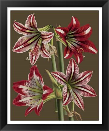 Framed Lush Amaryllis II Print