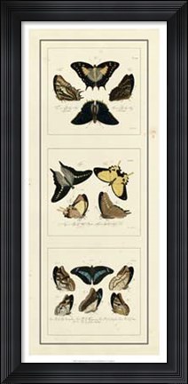 Framed Antique Butterfly Panel I Print