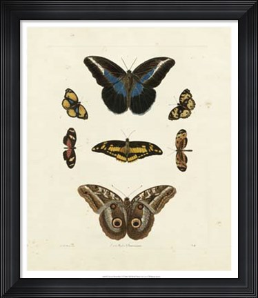 Framed Butterflies I Print