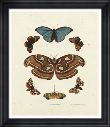 Framed Butterflies II Print