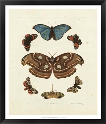 Framed Butterflies II Print
