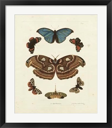 Framed Butterflies II Print