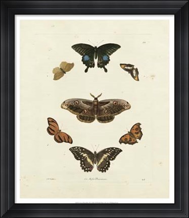 Framed Butterflies III Print