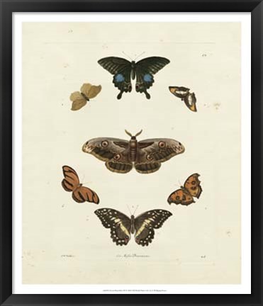 Framed Butterflies III Print