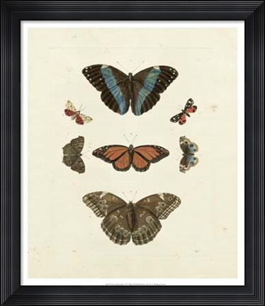 Framed Butterflies IV Print