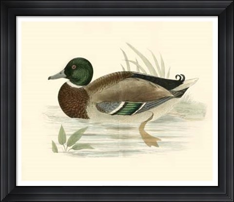 Framed Ducks I Print