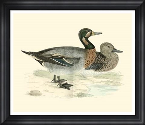 Framed Ducks III Print