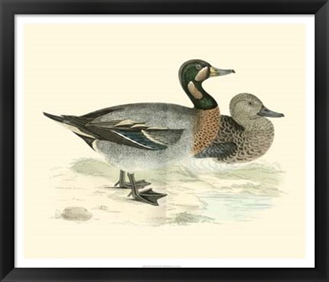 Framed Ducks III Print