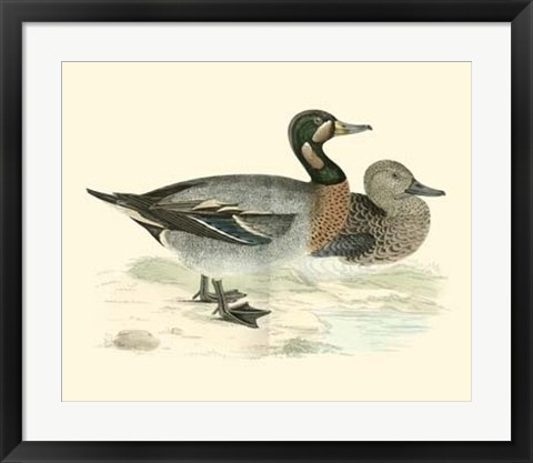 Framed Ducks III Print