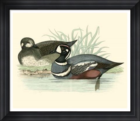Framed Ducks IV Print