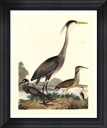 Framed Heron Family I Print