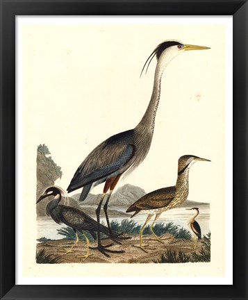 Framed Heron Family I Print