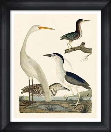 Framed Heron Family II Print
