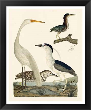 Framed Heron Family II Print