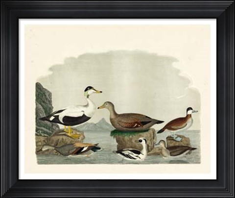 Framed Duck Family I Print