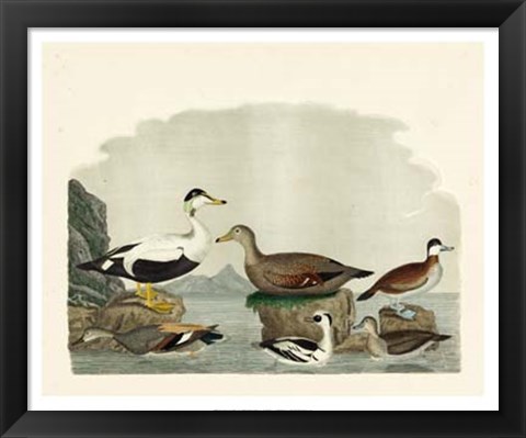 Framed Duck Family I Print
