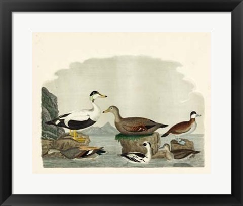 Framed Duck Family I Print