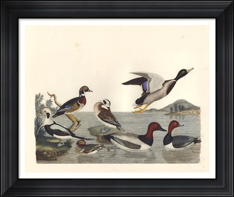 Framed Duck Family II Print