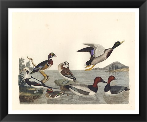 Framed Duck Family II Print