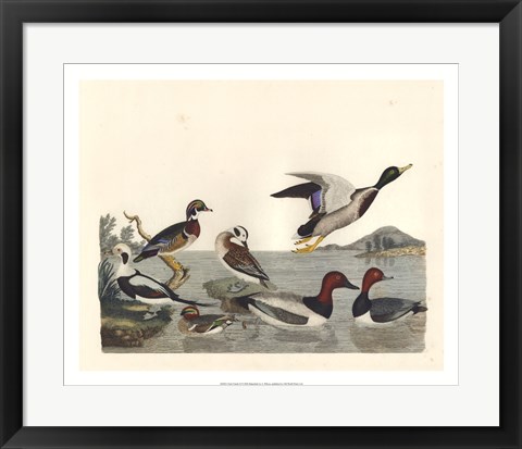 Framed Duck Family II Print