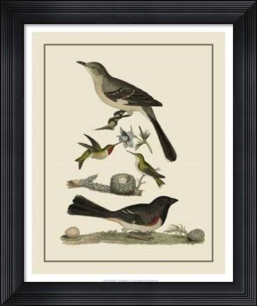 Framed Bird Family V Print