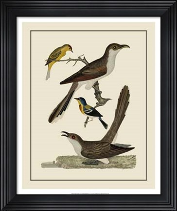 Framed Bird Family VI Print