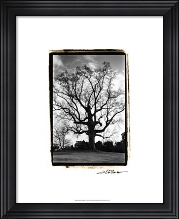 Framed Majestic Splendor Print