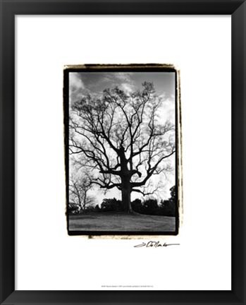 Framed Majestic Splendor Print