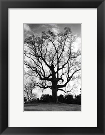 Framed Majestic Splendor Print