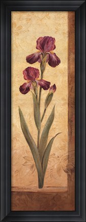 Framed Grandiflora II Print