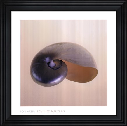 Framed Polished Nautilus Print