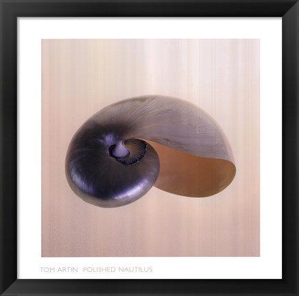 Framed Polished Nautilus Print