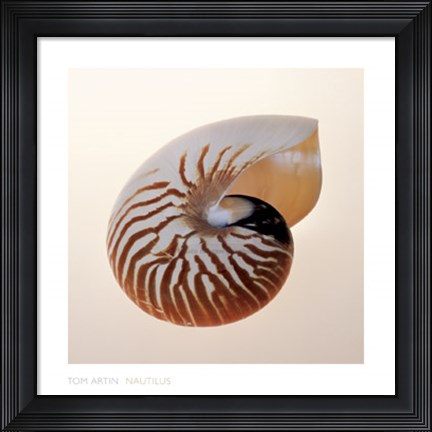Framed Nautilus Print