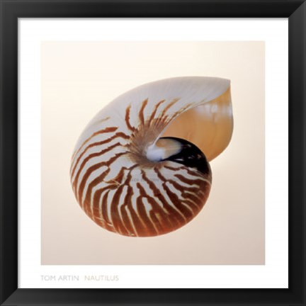 Framed Nautilus Print