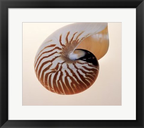 Framed Nautilus Print