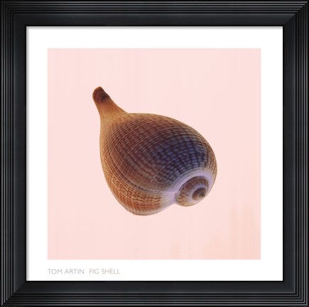 Framed Fig Shell Print