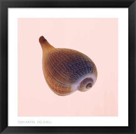 Framed Fig Shell Print