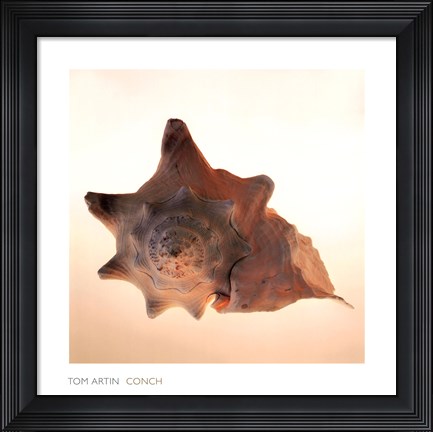 Framed Conch Print