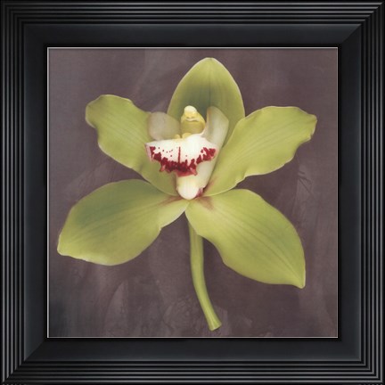 Framed Botanique Print