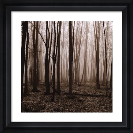 Framed Winter Woods Print