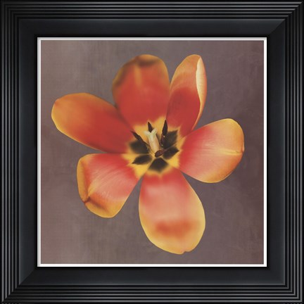 Framed Sunshine Tulip Print