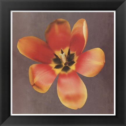 Framed Sunshine Tulip Print